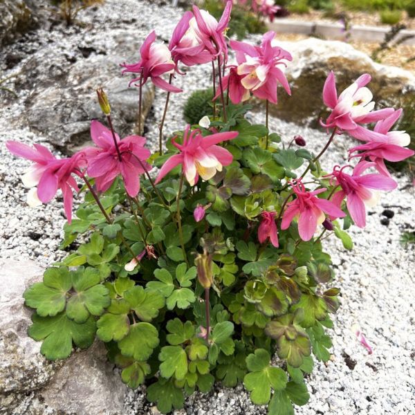 ancolies-aquilegia