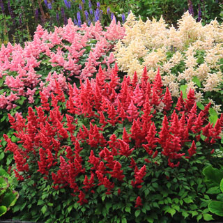 astilbe