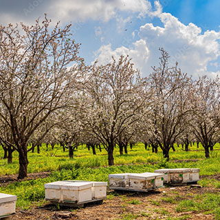 essences-avenir-en-agriculture