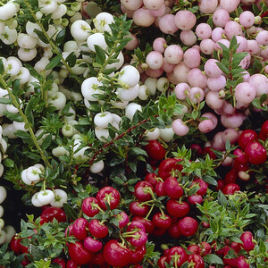 gaultherie-gaultheria-plants