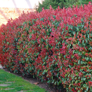 photinias-photinia