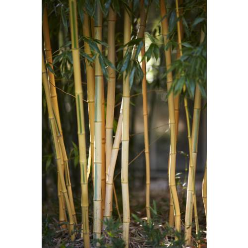 Les bambous en pot