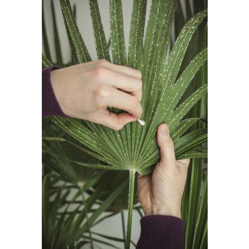 Les cochenilles sur palmier : traiter un palmier malade – Clinique