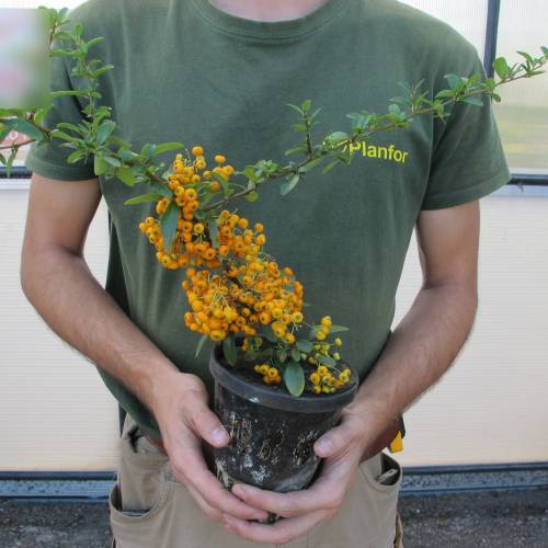 Buisson ardent Orange, Pyracantha Orange