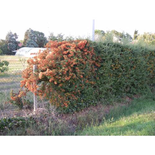 Buisson ardent Rouge, Pyracantha Rouge