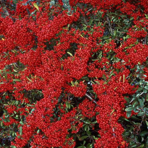 Buisson ardent Rouge, Pyracantha Rouge