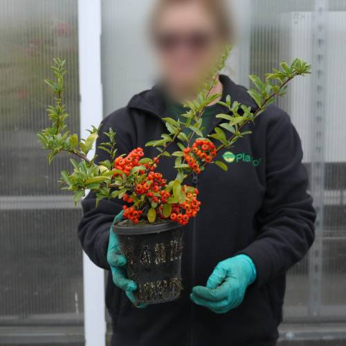 Buisson ardent Rouge, Pyracantha Rouge