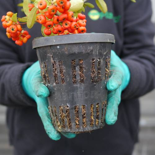 Buisson ardent Rouge, Pyracantha Rouge