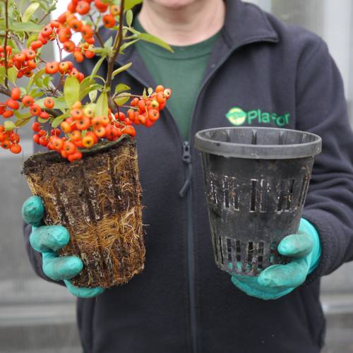 Buisson ardent Rouge, Pyracantha Rouge