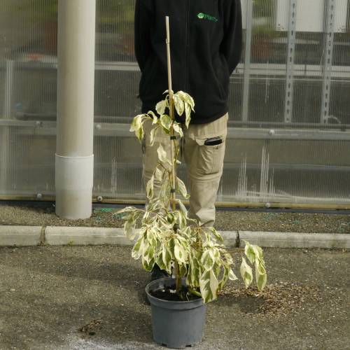 Cornouiller des pagodes panach