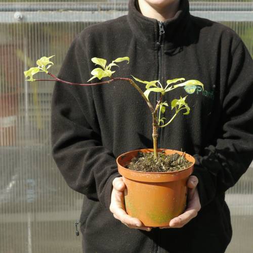 Cornouiller des pagodes panach�