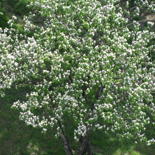 Cognassier � fruits