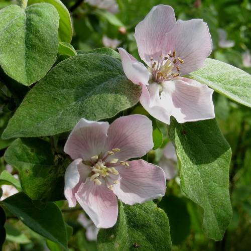 Cognassier � fruits