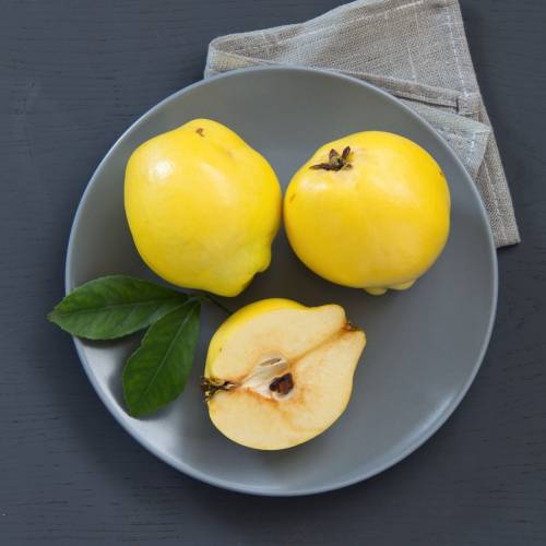 Cognassier � fruits