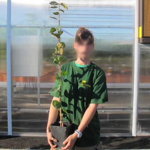 Cognassier � fruits