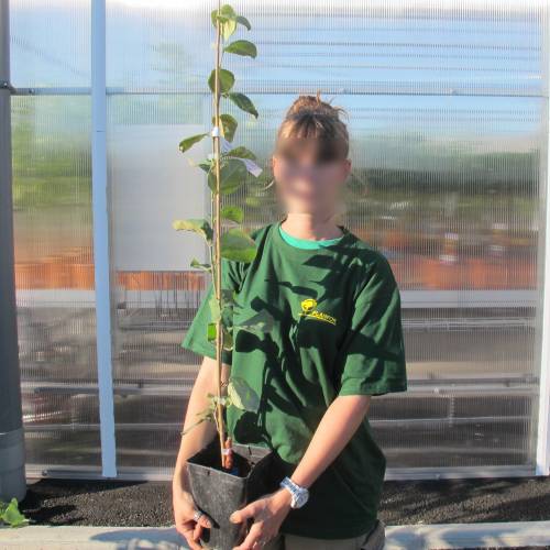 Cognassier � fruits
