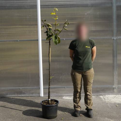 Cognassier � fruits