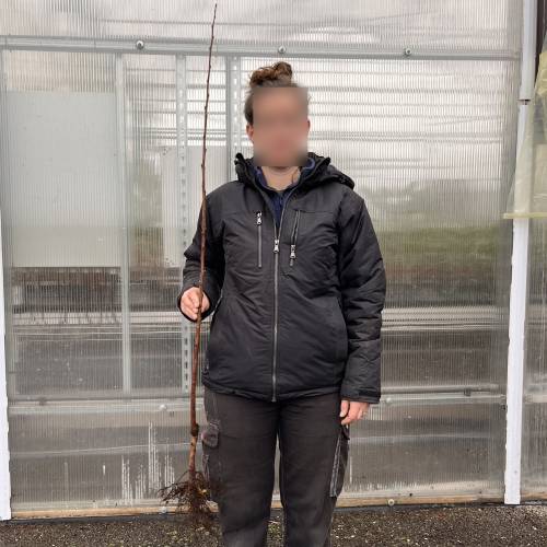 Kaki ou Plaqueminier