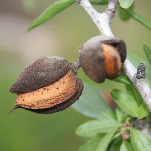 Amandier � fruits