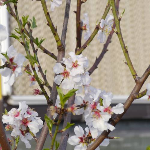 Amandier � fruits