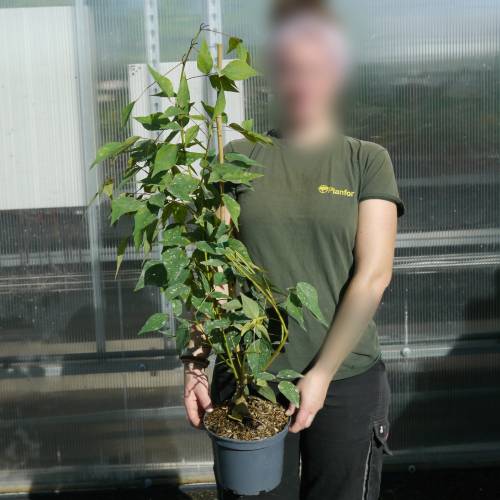 rythrine crte de coq