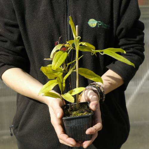 Cl�matite armandii