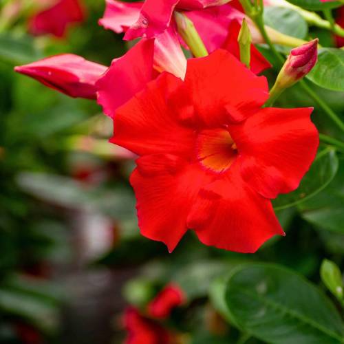 Dipladenia Rouge