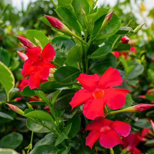 Dipladenia Rouge