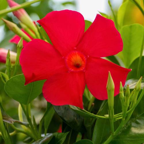 Dipladenia Rouge