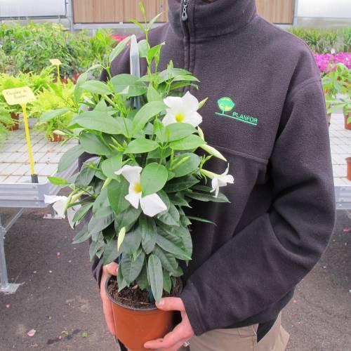 Dipladenia blanc