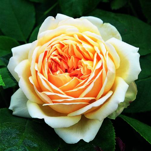 Rosier 'Jude The Obscure'