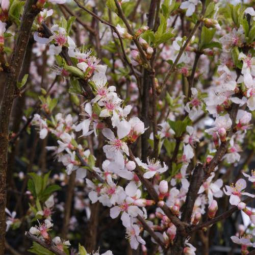 Kit Haie fleurie 'Julie'