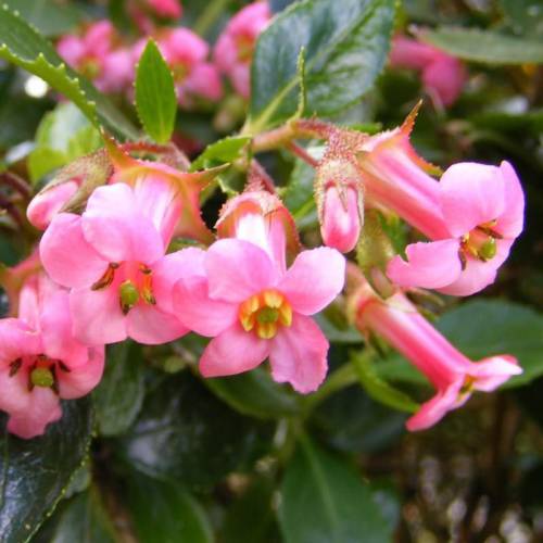 Kit Haie fleurie 'Julie'