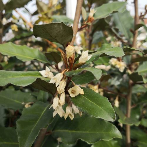 Kit Haie fleurie 'Emma'