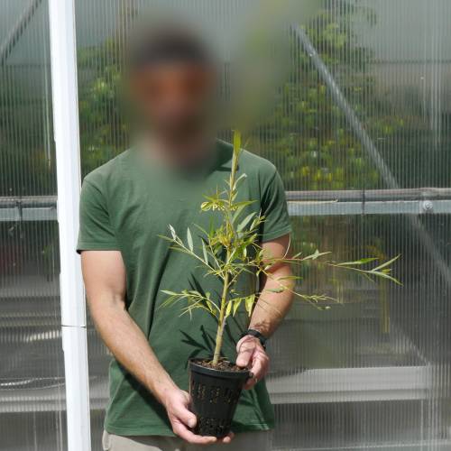 Saule pleureur