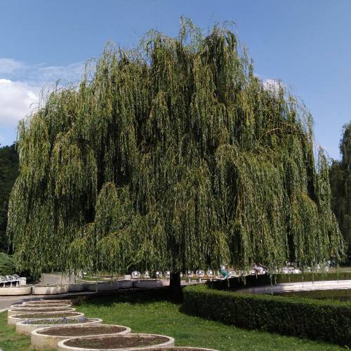 Saule pleureur