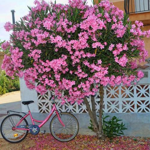 nerium oleander rosea 1 nerium oleander rosea 1