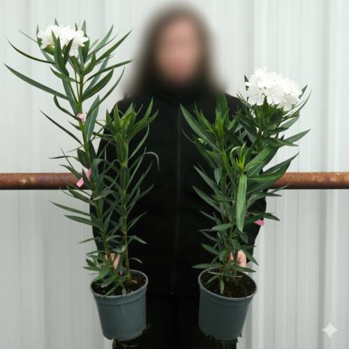 Laurier rose - Fleurs blanches