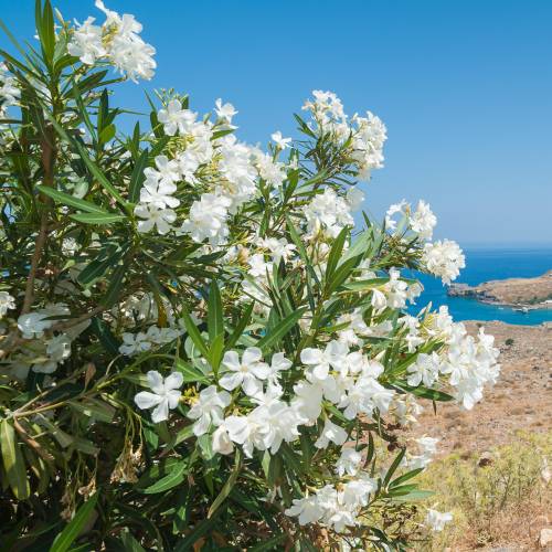 nerium oleander alba 1 nerium oleander alba 1