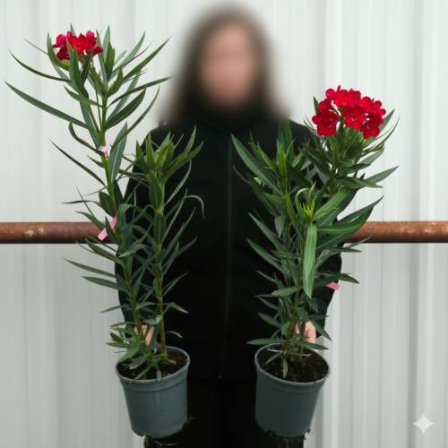 Laurier rose - Fleurs rouges