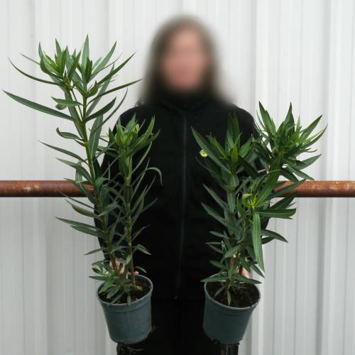 Laurier rose - Fleurs jaunes