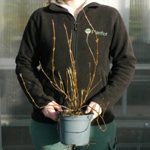 Weigelia florida 'Variegata'