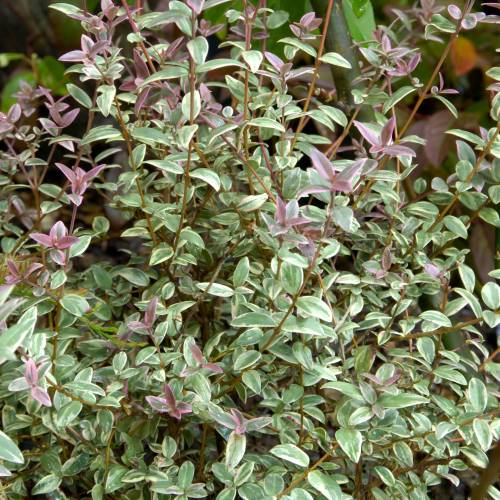 Goyavier du Chili 'Flambeau'