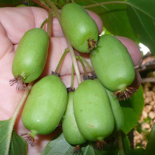 Actinidia arguta Issai Actinidia arguta Issai