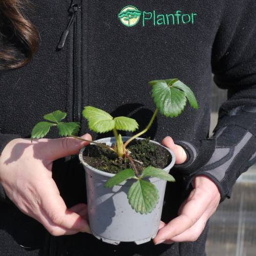 Fraisier 'Gariguette'