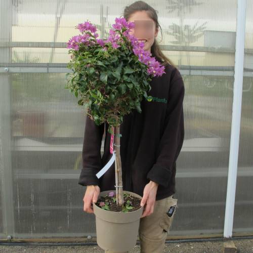 Bougainvillier mauve