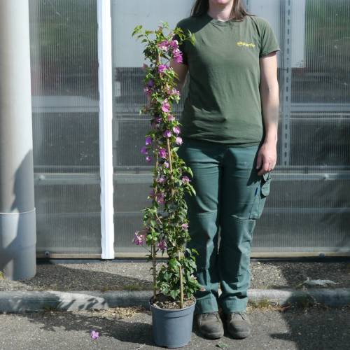 Bougainvillier mauve