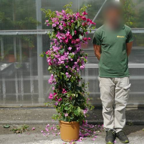 Bougainvillier mauve