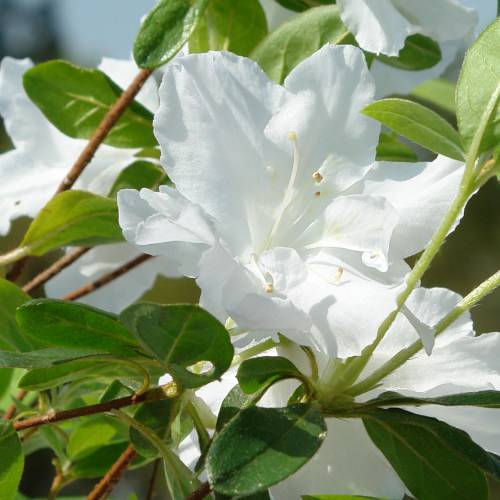 Azal�e japonaise 'Schneewitchen'