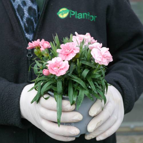 Oeillet mignardise rose